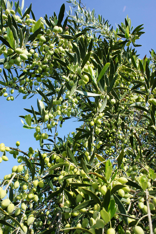 Defining extra virgin olive oil