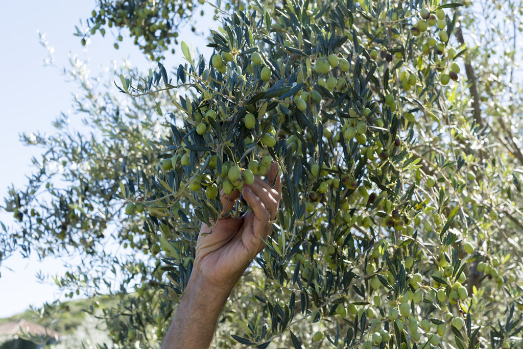 Hand-picked VS Machine Harvest