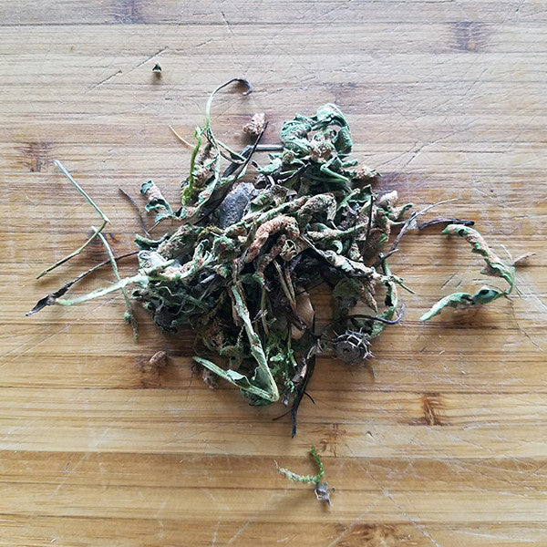Rustyback Fern